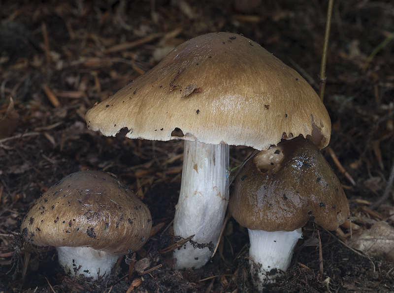 Cortinarius elatior